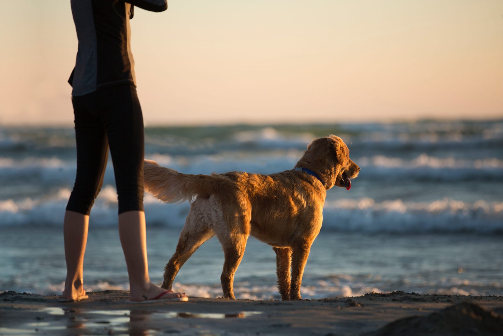 A golden retriever and its owner on the beach as the sun sets.